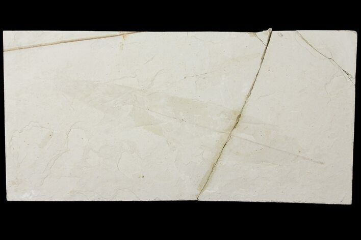 Unidentified Fossil Leaf - Green River Formation, Utah #123575